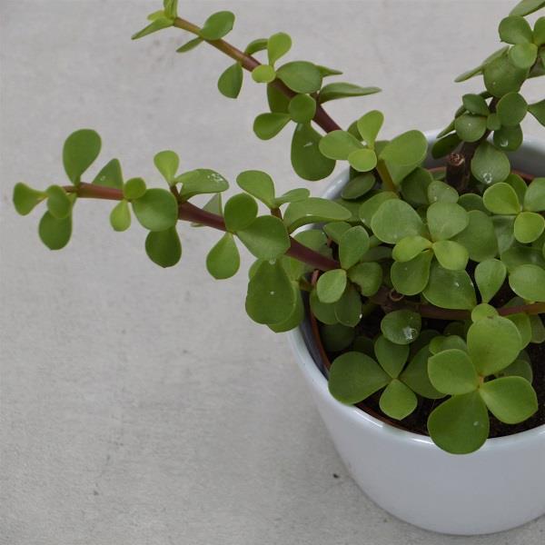 Portulacaria afra - 8,5cm