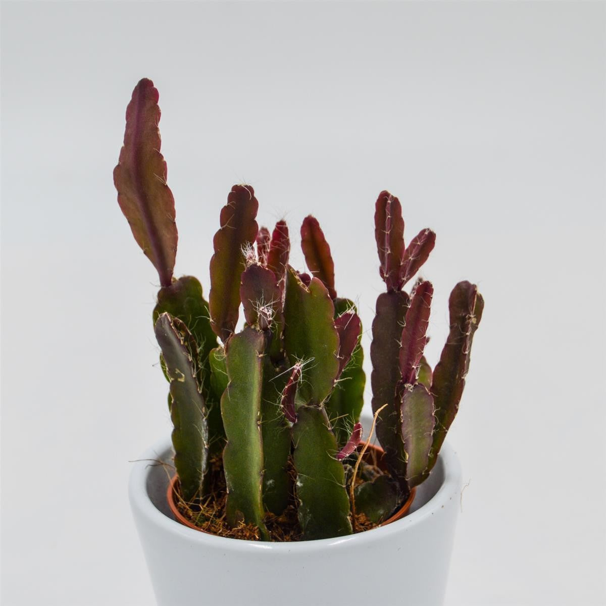 Rhipsalis agudoensis - 5,5cm