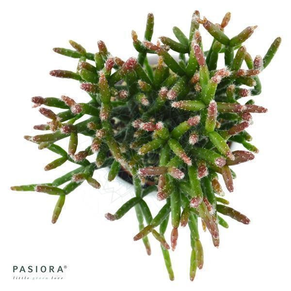 Rhipsalis burchellii - 6cm