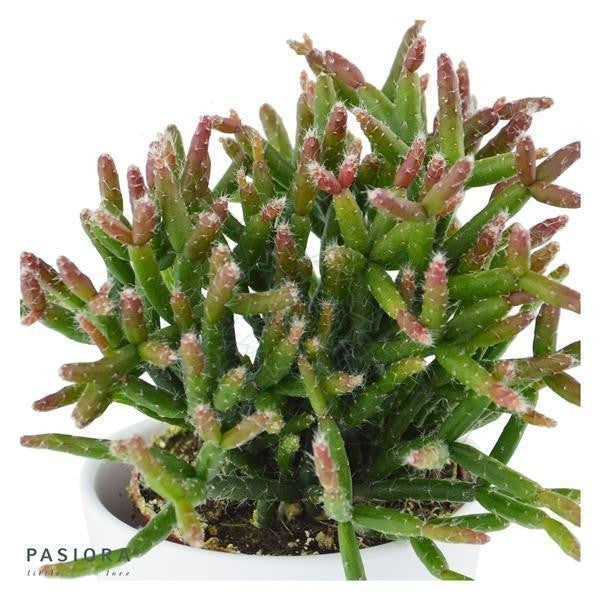 Rhipsalis burchellii - 6cm