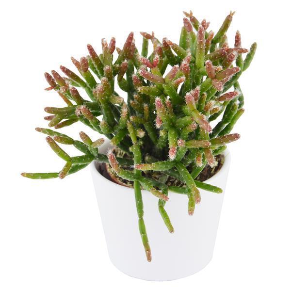 Rhipsalis burchellii - 6cm