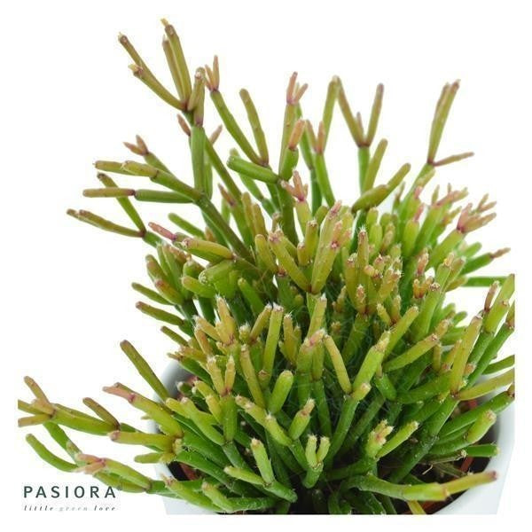 Ikarus Ampelsukkulenten