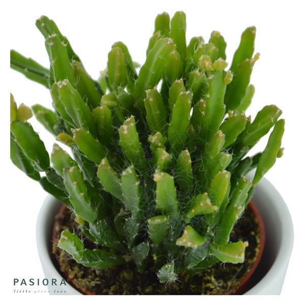 Rhipsalis ewaldiana - 6cm