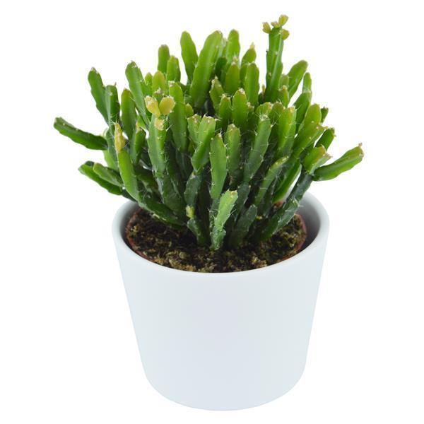 Rhipsalis ewaldiana - 6cm