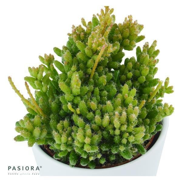 Ikarus Ampelsukkulenten