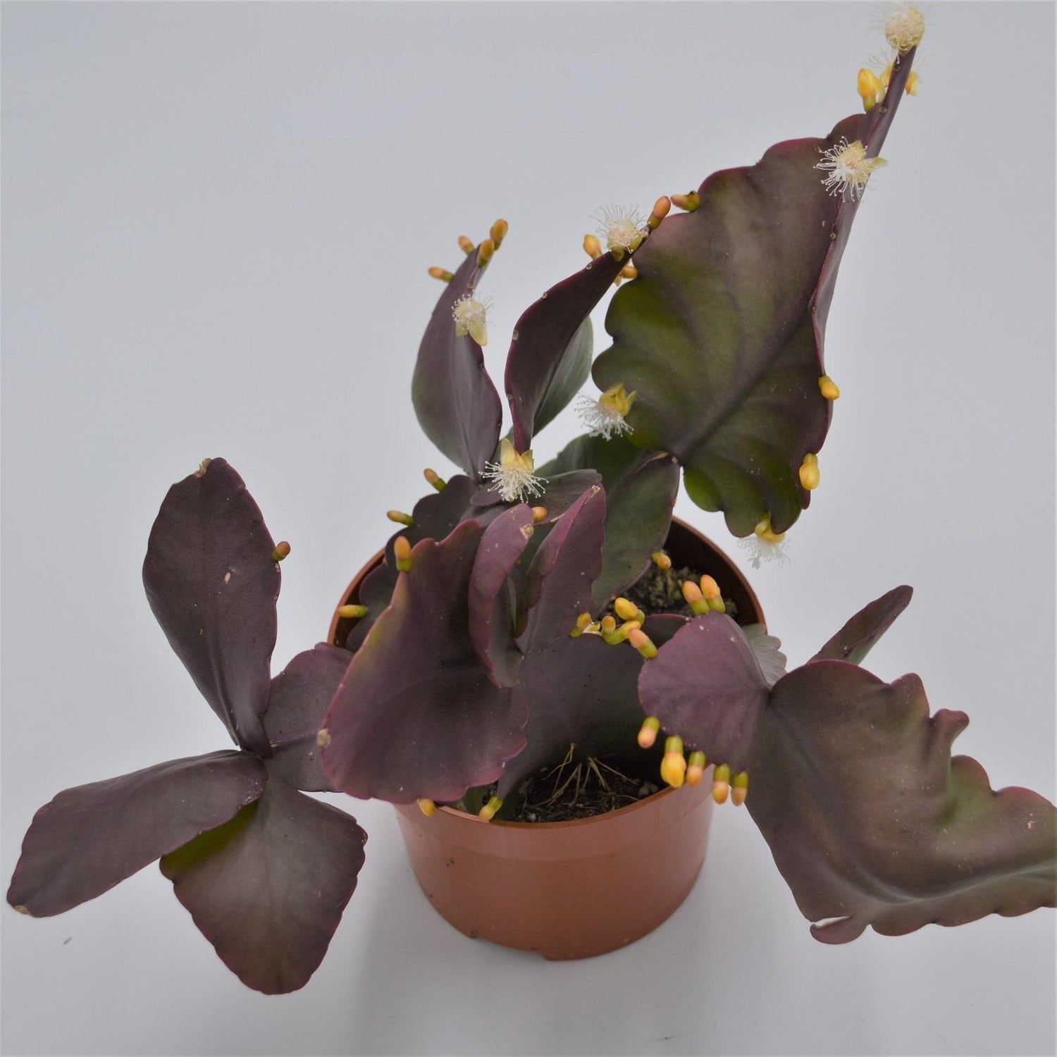 Rhipsalis pachypetera - 12cm