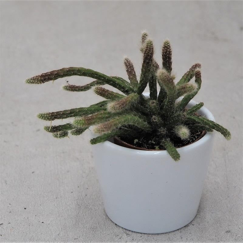 Rhipsalis pilocarpa - 5,5cm