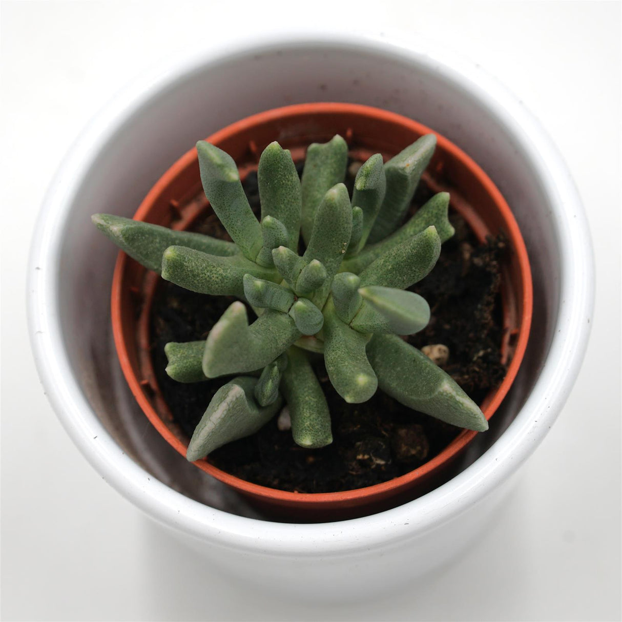 Rhombophyllum nelii - 5,5cm