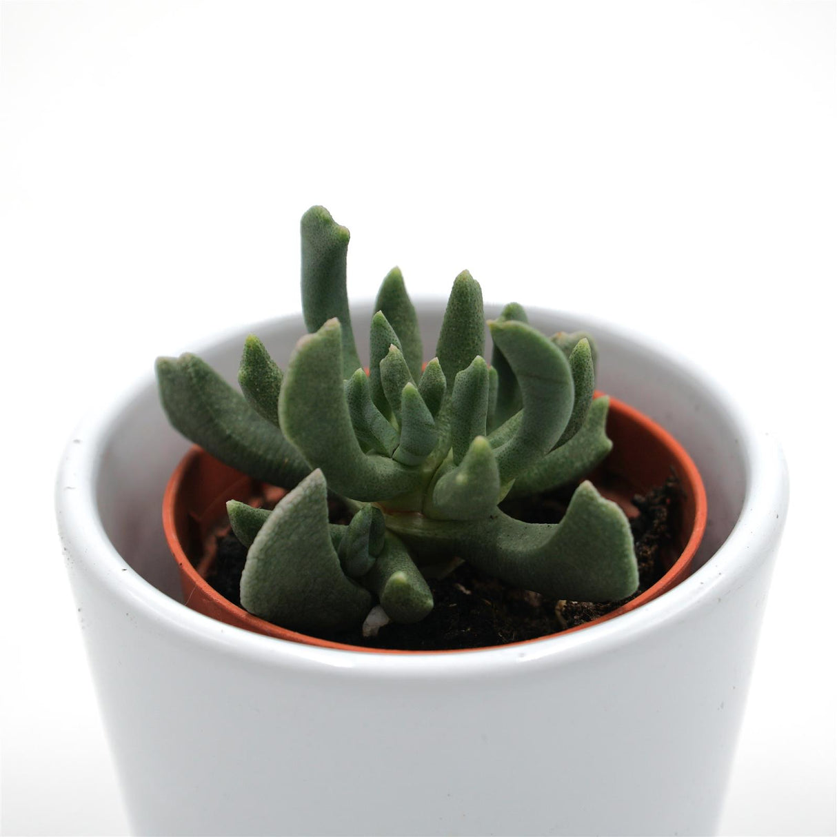 Rhombophyllum nelii - 5,5cm