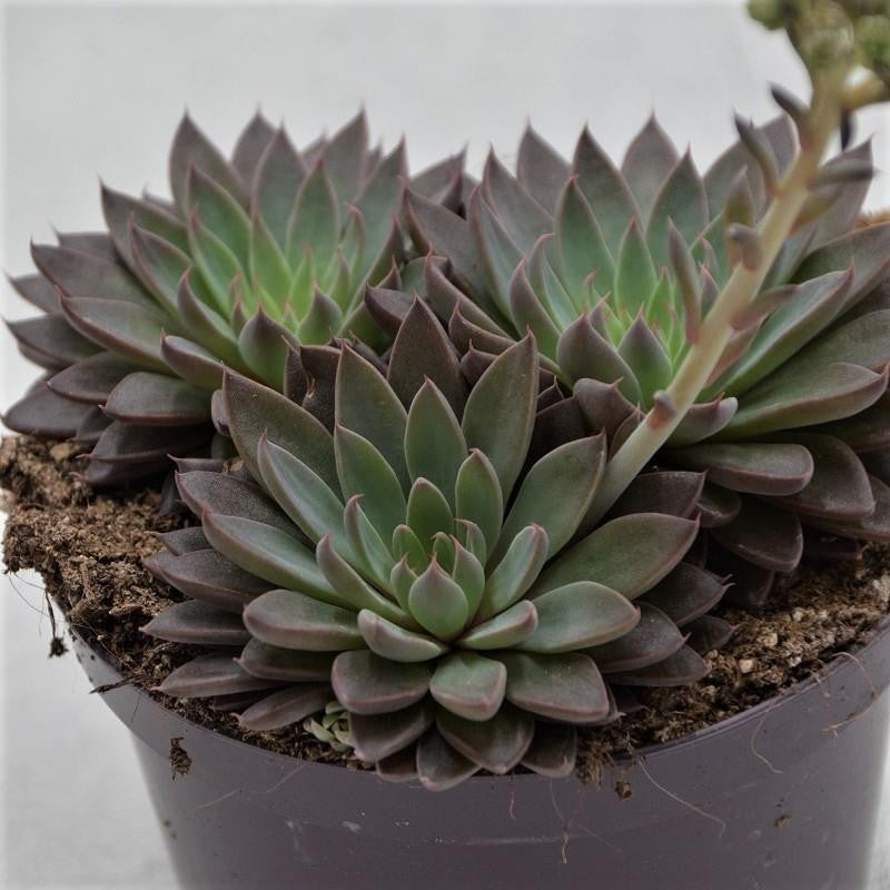 Graptopetalum rusbyi - 10,5cm