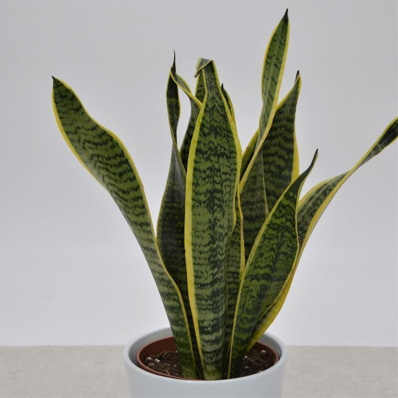 Sansevieria laurentii - 12cm