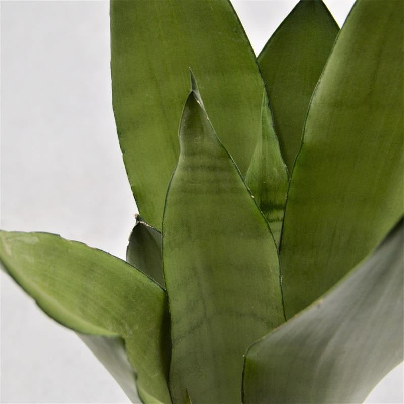 Sansevieria Moonshine - 12cm