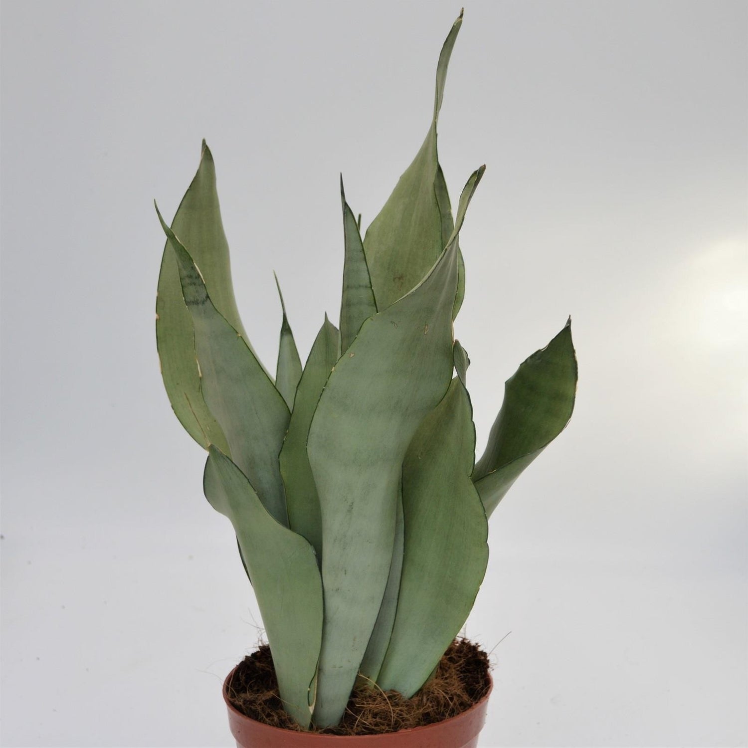 Sansevieria Moonshine - 14cm