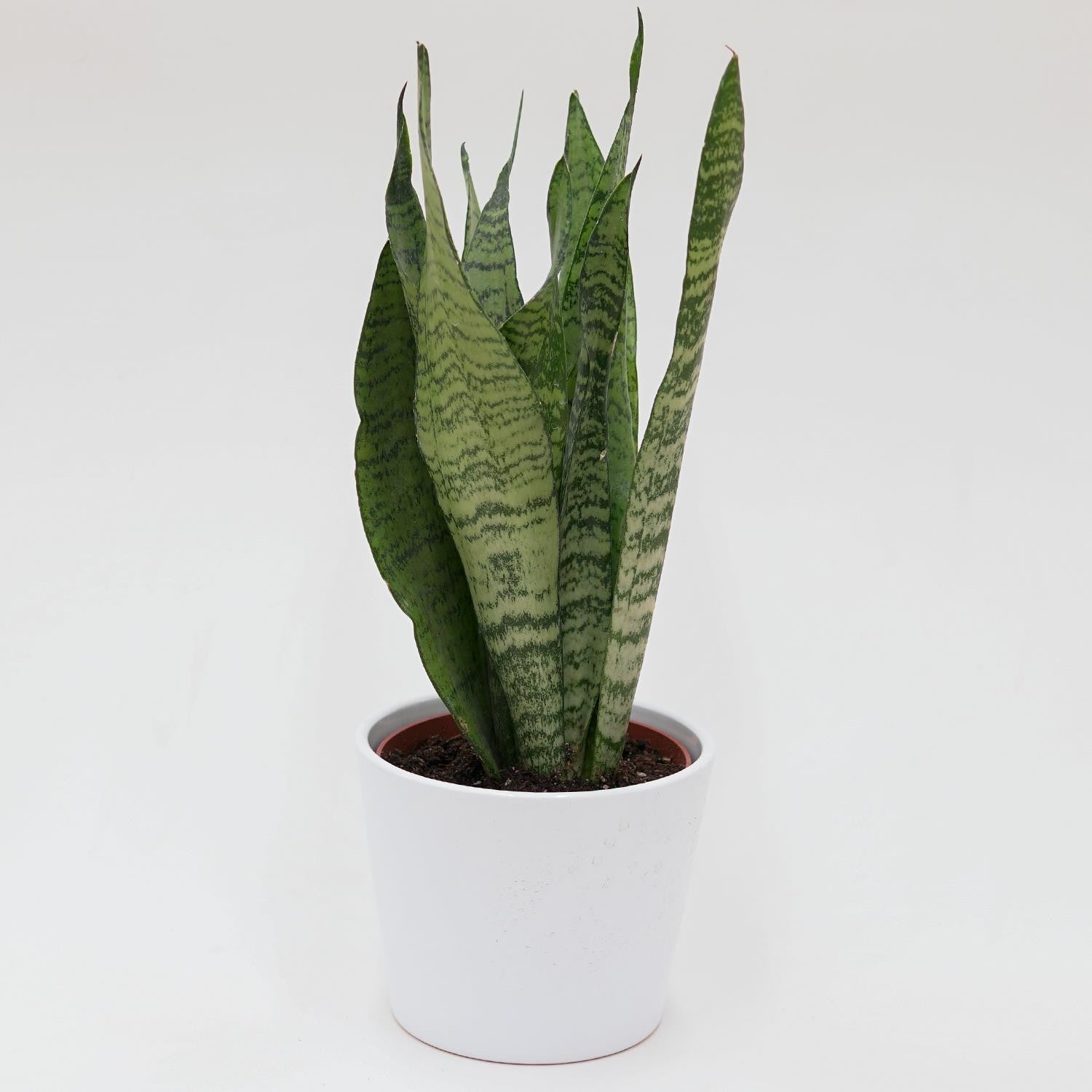 Sansevieria zeylanica - 12cm