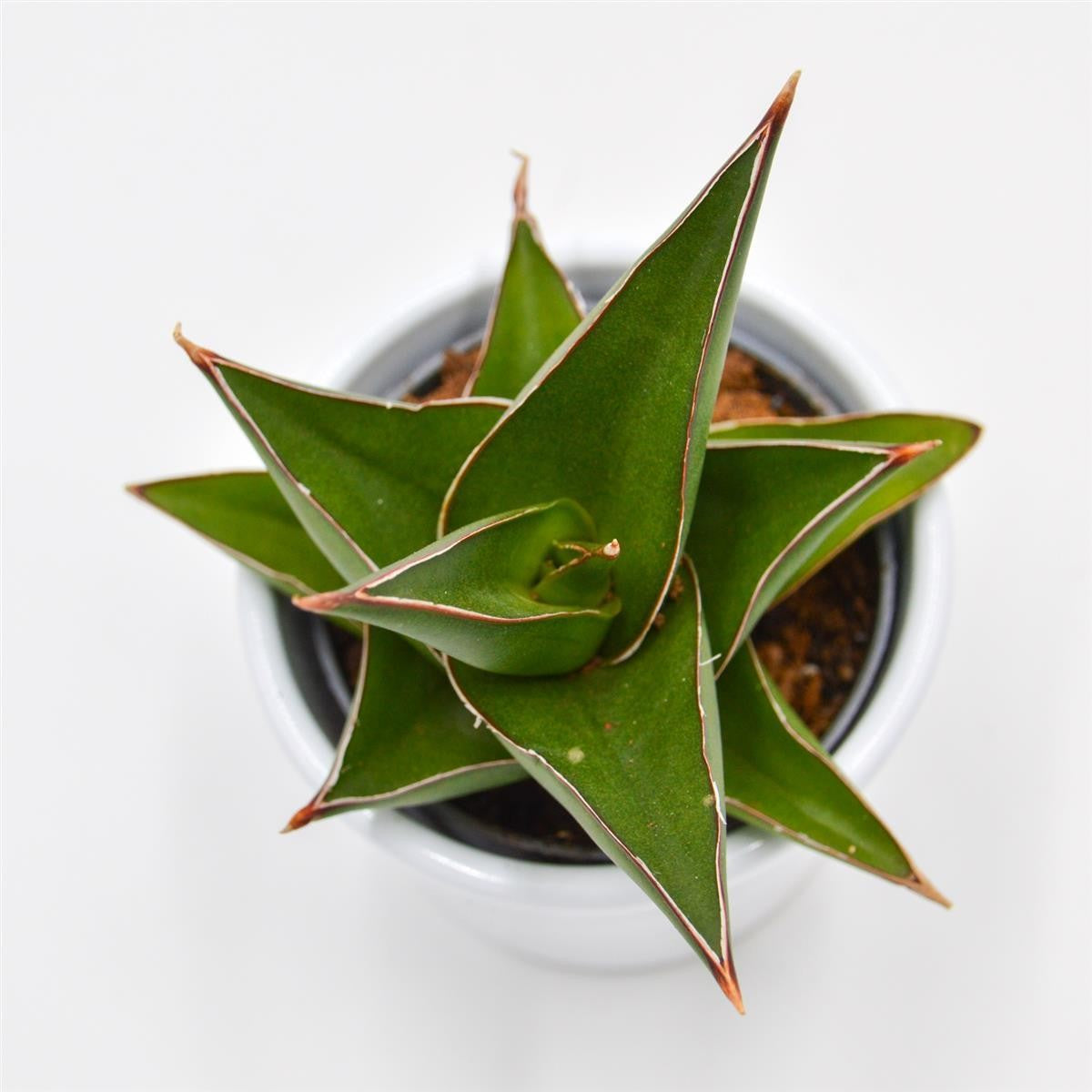 Sansevieria Abbey Crown - 6cm
