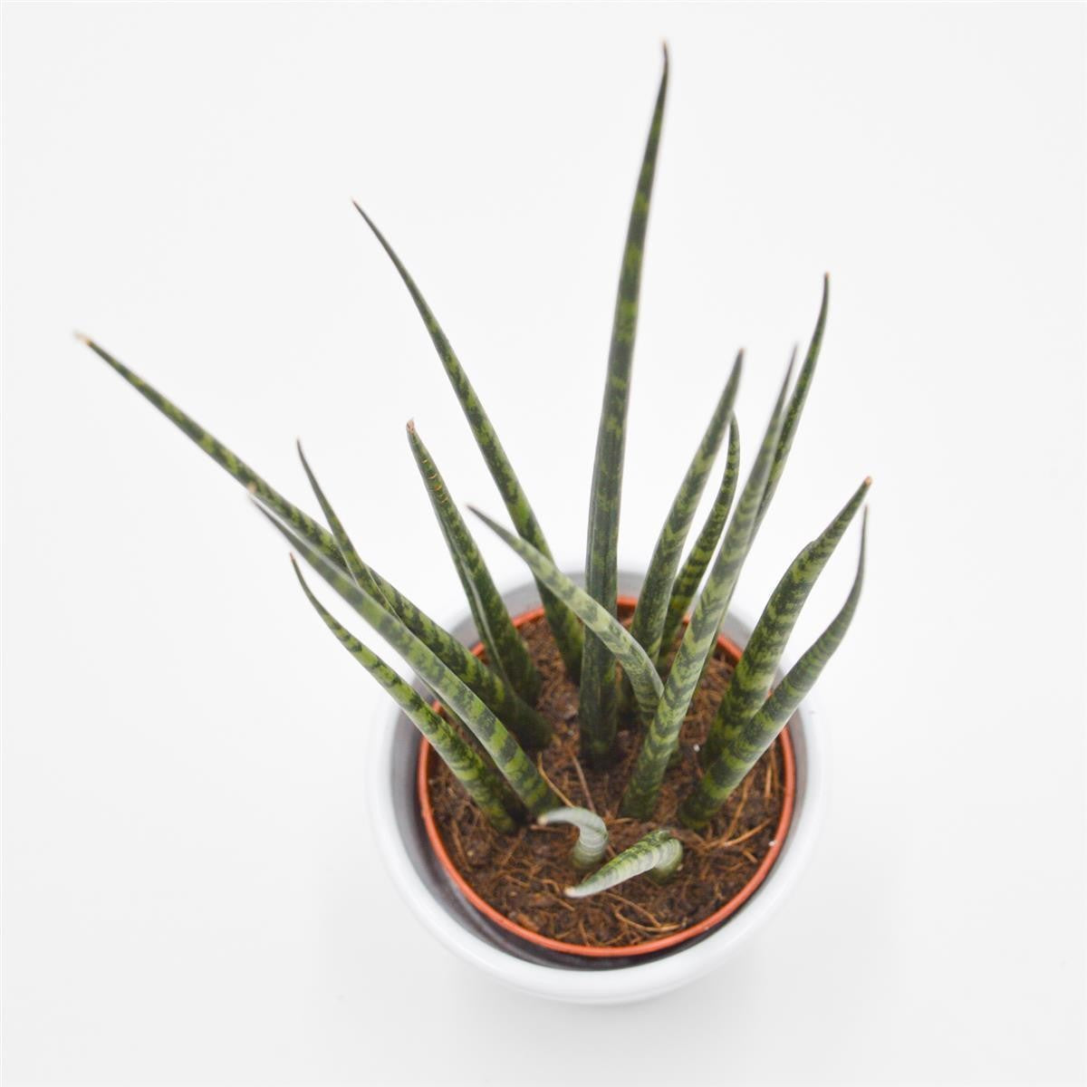 Sansevieria Fernwood Mikado - 6cm