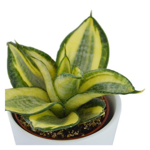 Sukkulenten Selektion, 20 Stück