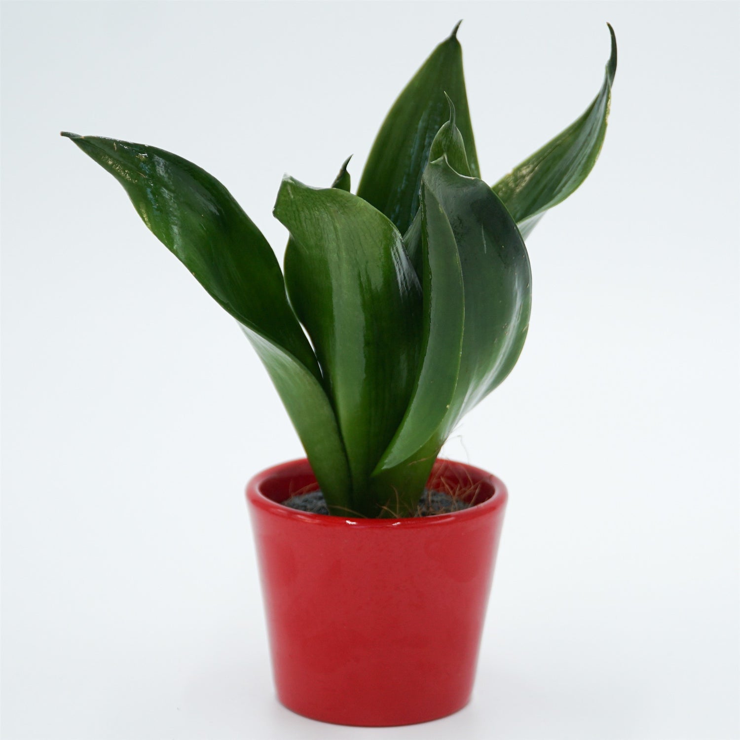 Sansevieria trifasciata Black Jade - 6cm