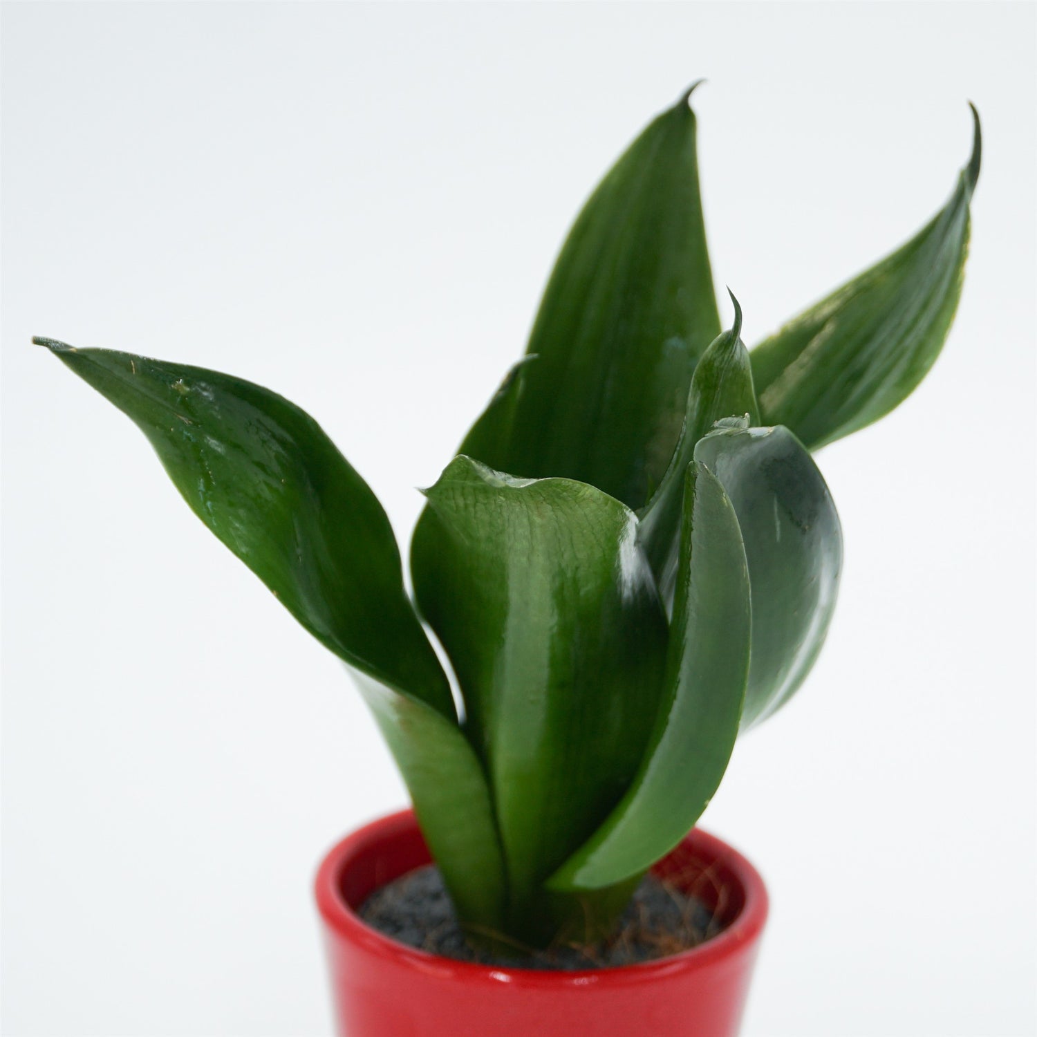 Sansevieria trifasciata Black Jade - 6cm