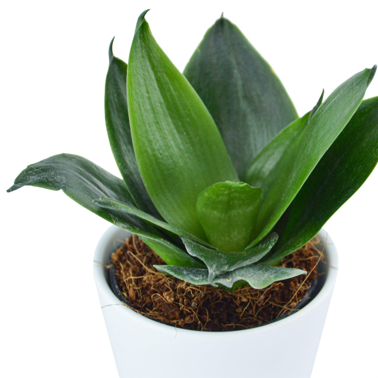 Sansevieria trifasciata Black Jade - 6cm