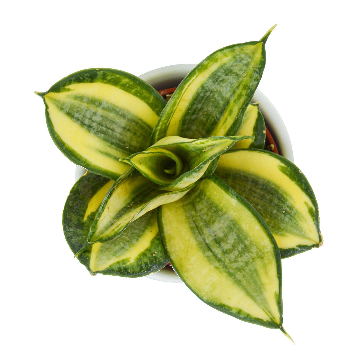 Sansevieria trifasciata Golden Hahnii - 6cm