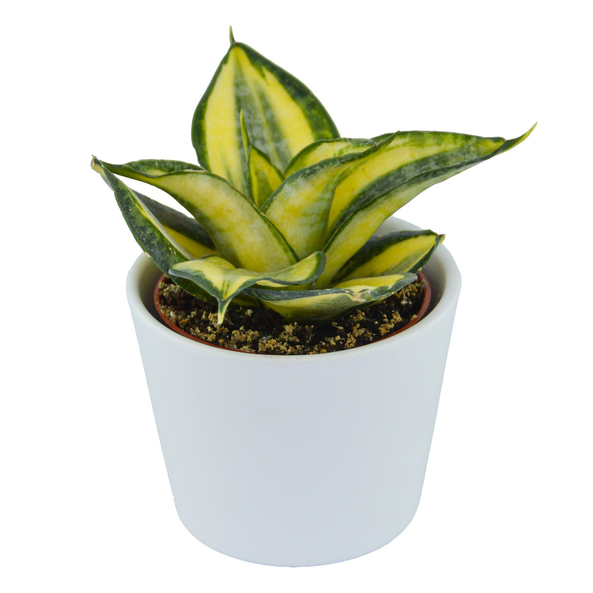 Sansevieria trifasciata Golden Hahnii - 6cm