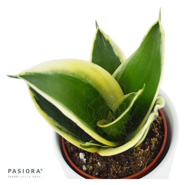 Sansevieria trifasciata Honey Boney - 6cm
