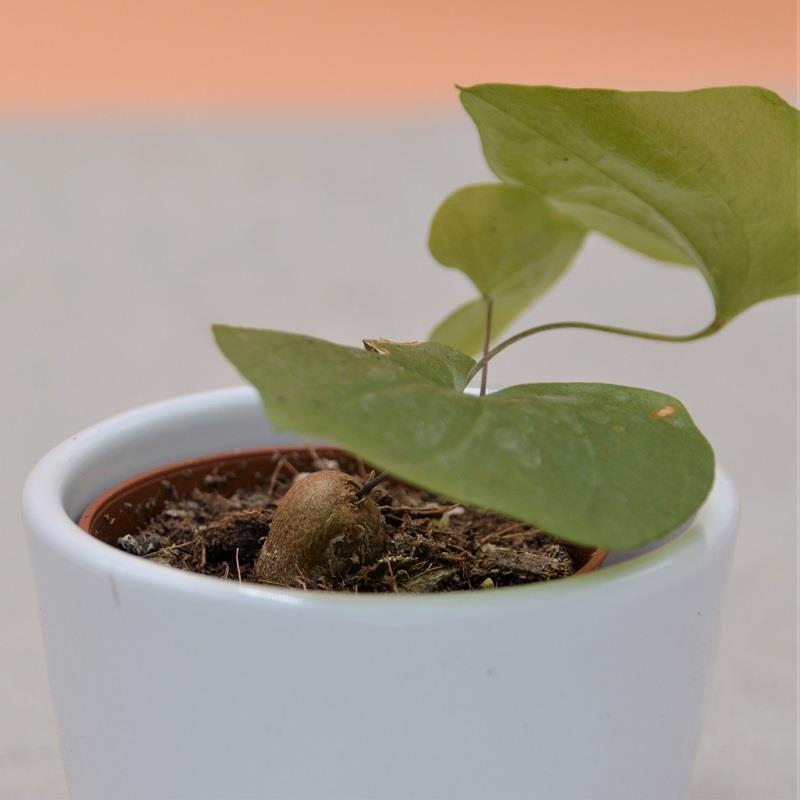 Dioscorea elephantipes - 5,5cm