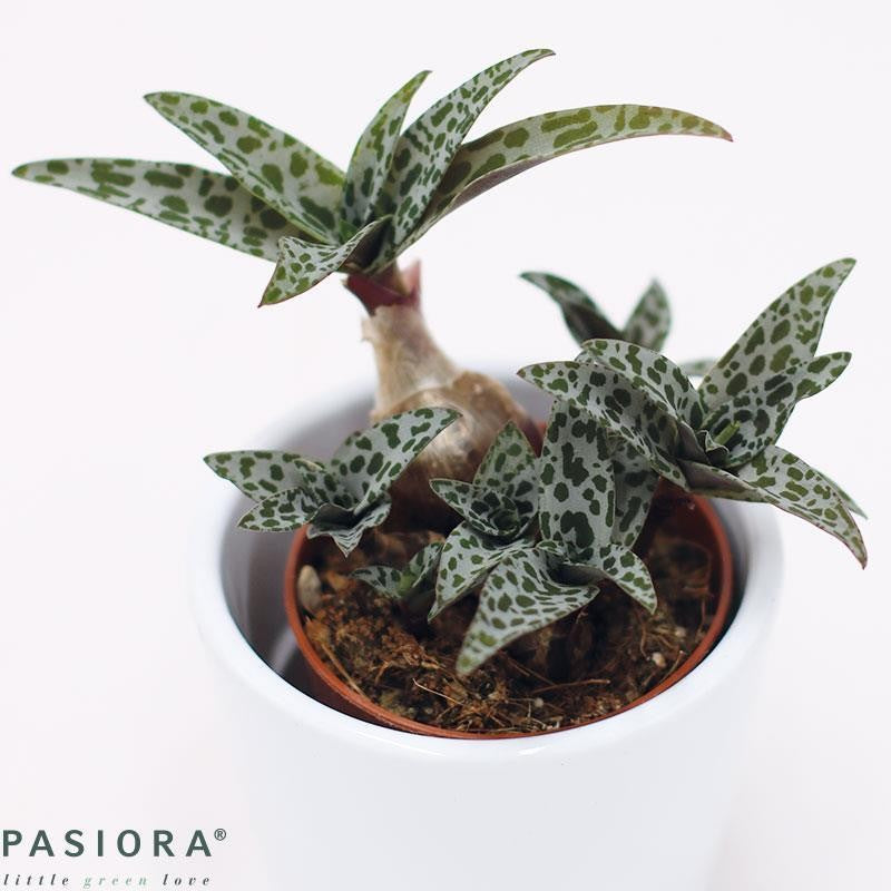 Scilla socialis - 5,5cm