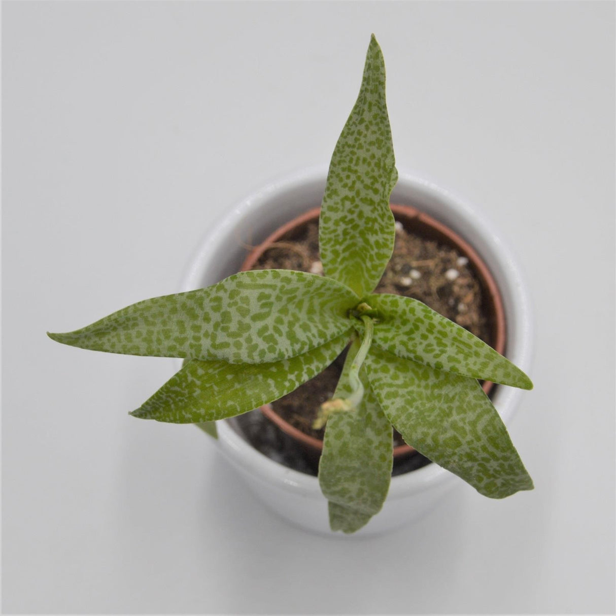 Scilla violacea - 5,5cm