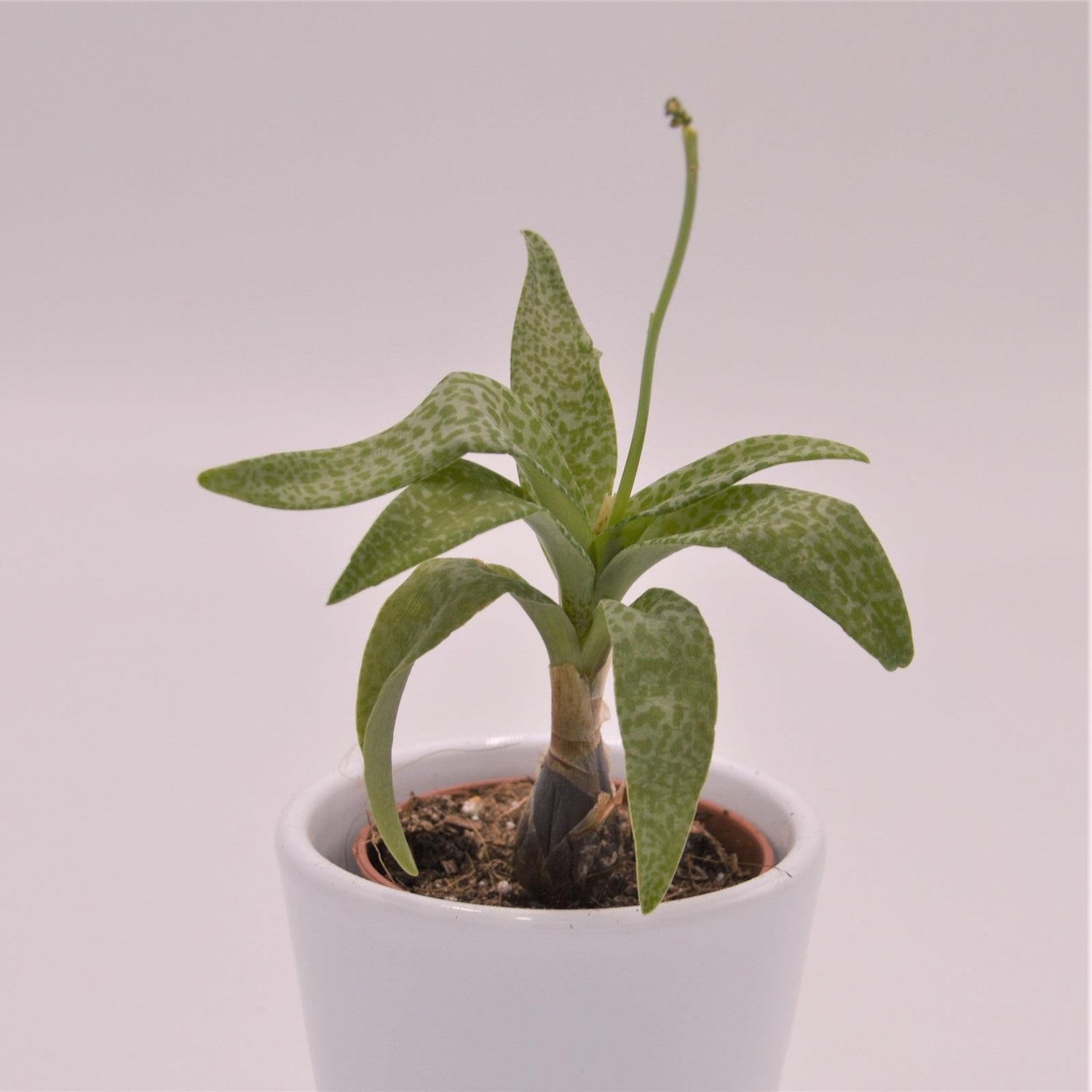 Scilla violacea - 5,5cm