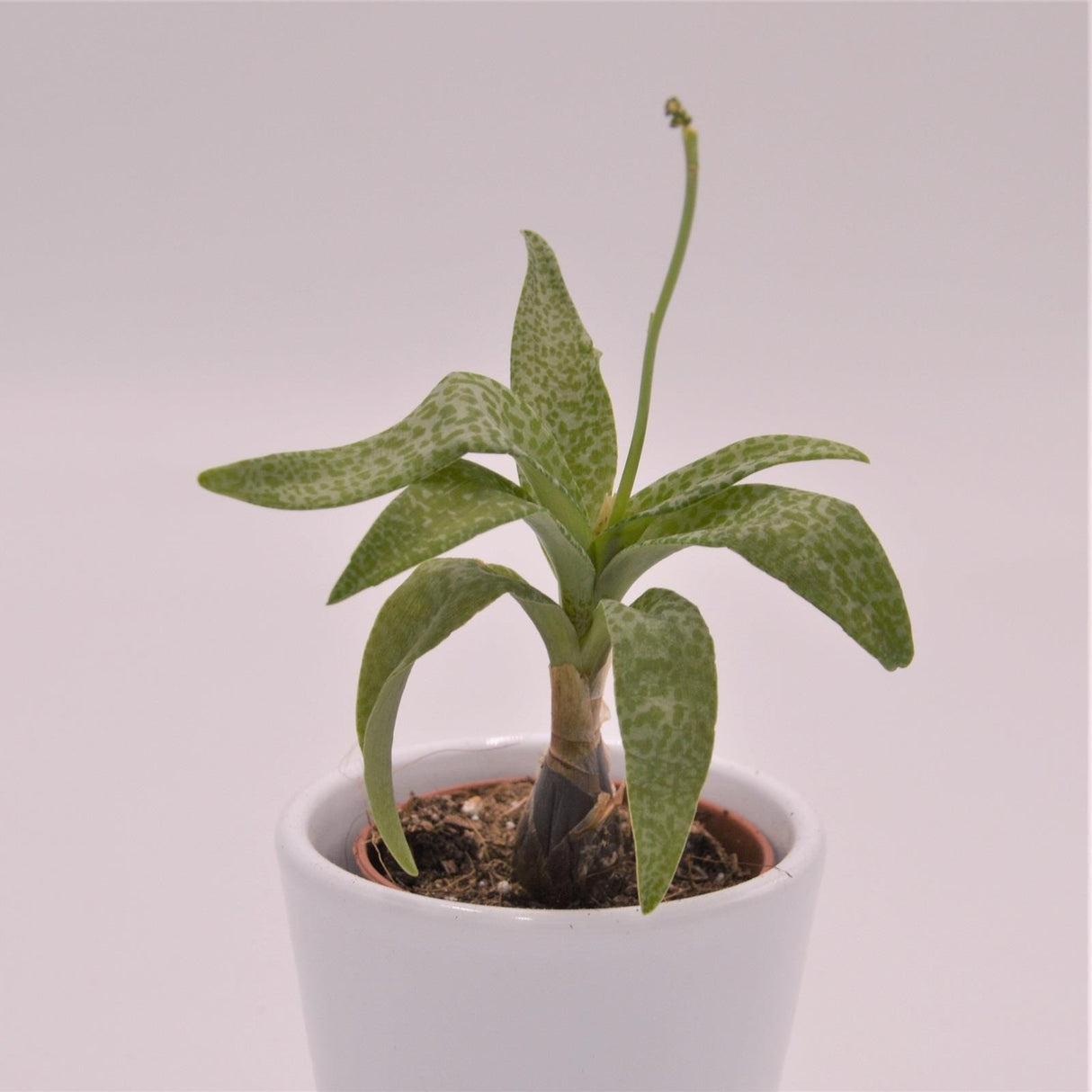 Scilla violacea - 5,5cm