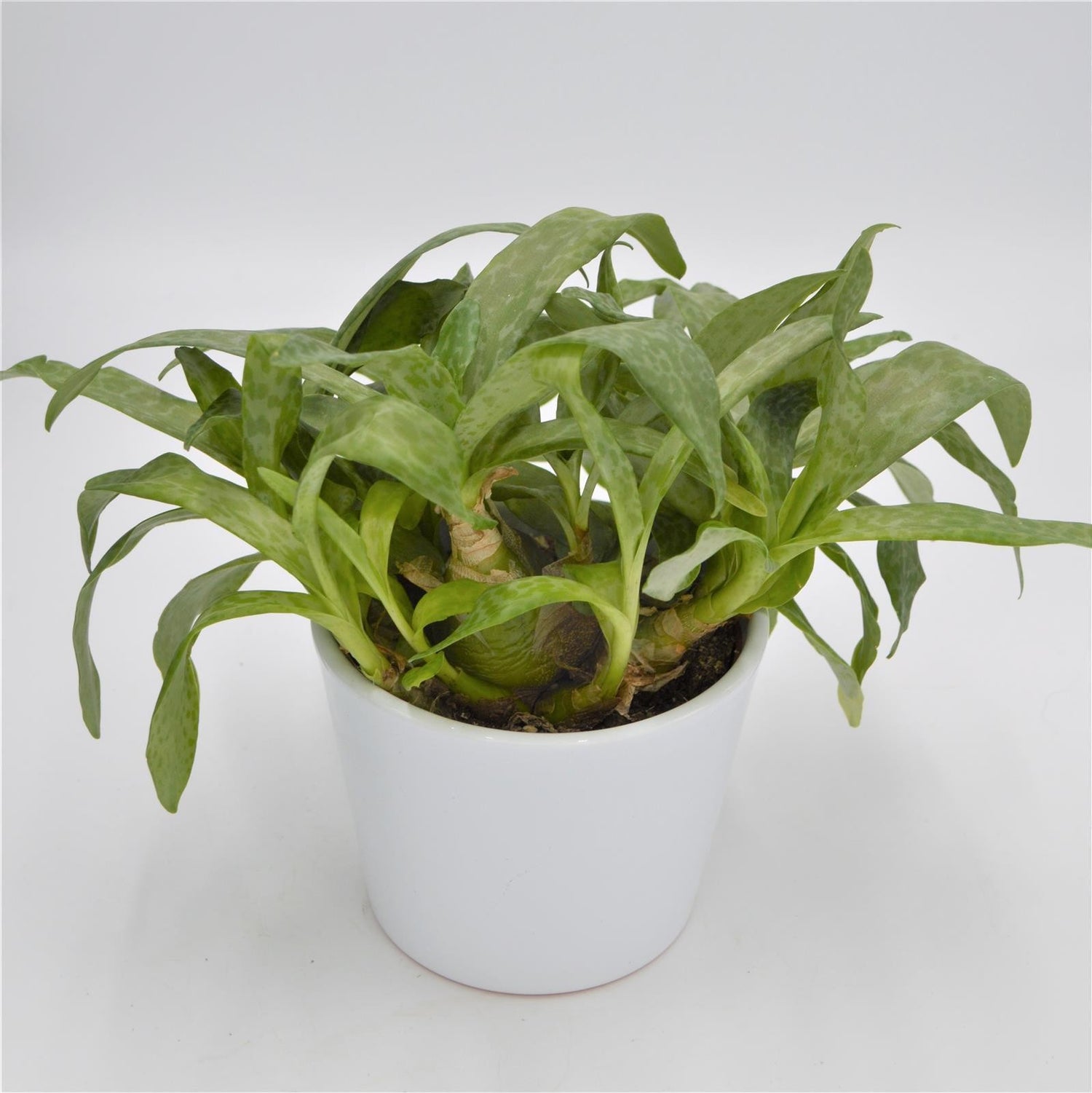 Scilla violacea - 10,5cm