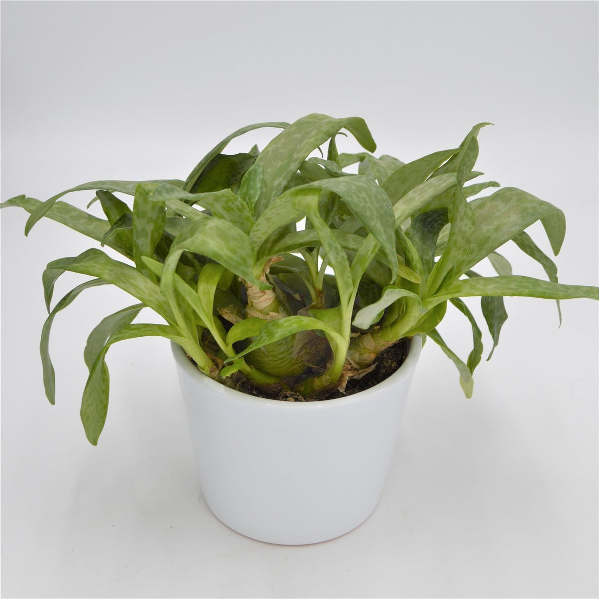 Scilla violacea - 10,5cm