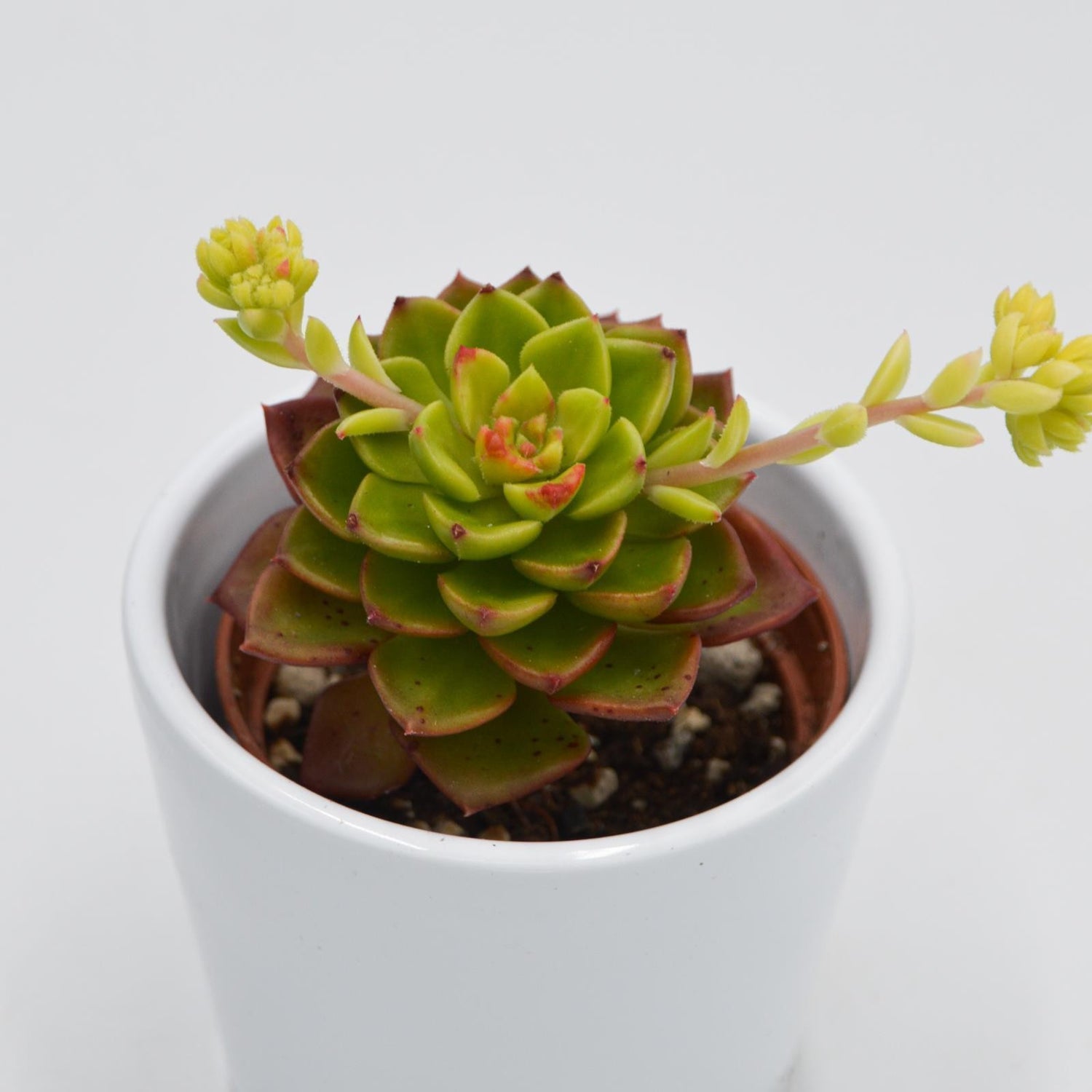 x Sedeveria Letitzia f. variegata - 6cm