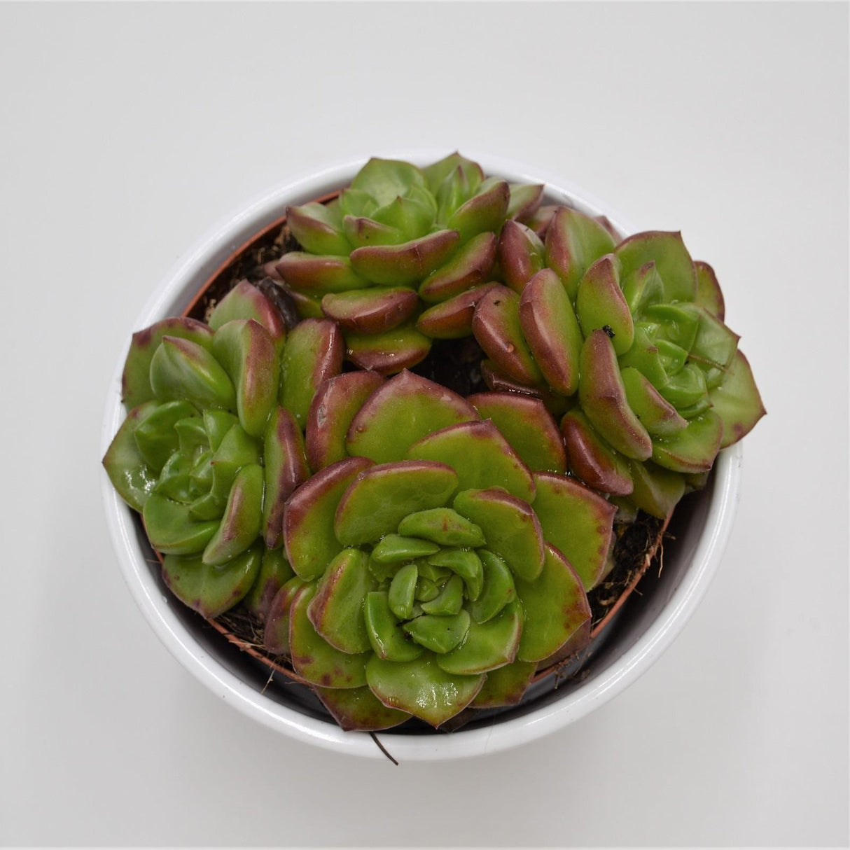 x Sedeveria Letizia - 12cm