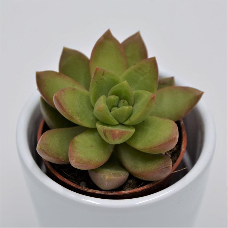 Sedum adolphii - 5,5cm