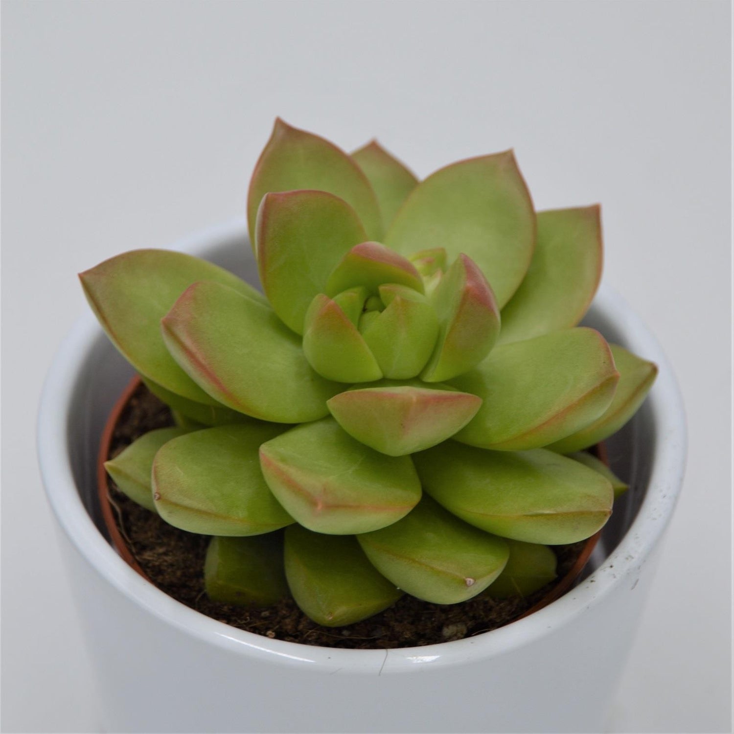 Sedum adolphii - 8,5cm