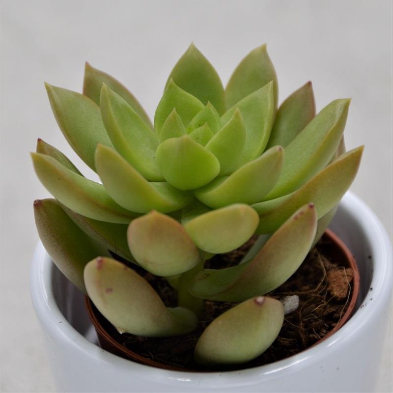 Sedum adolphii - 5,5cm