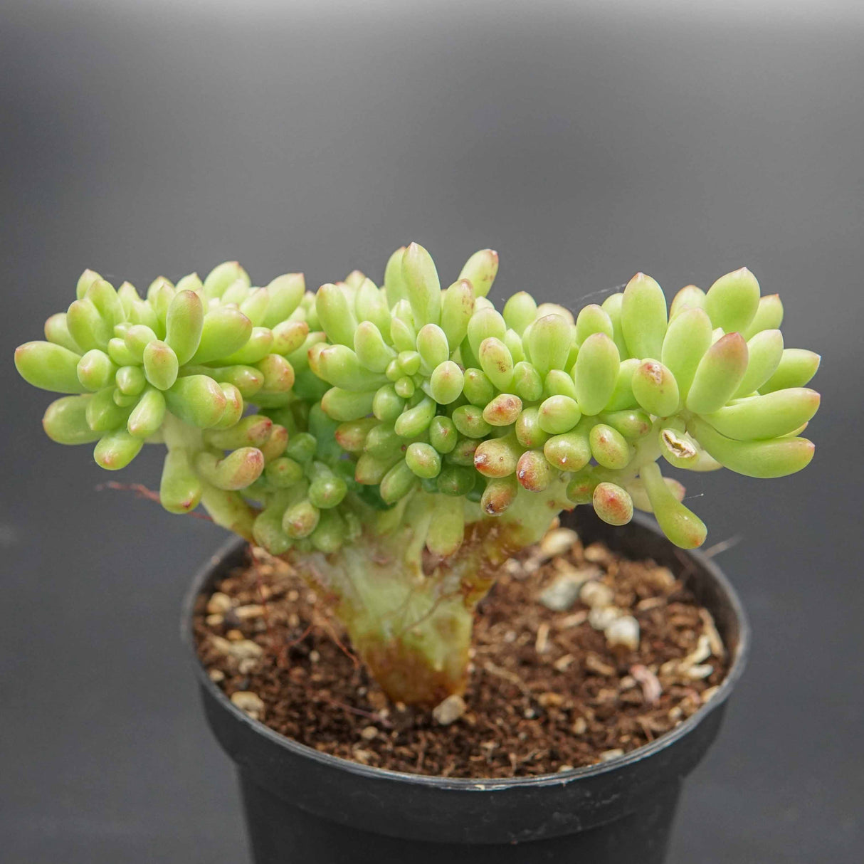Sedum Alice Evans f. cristata