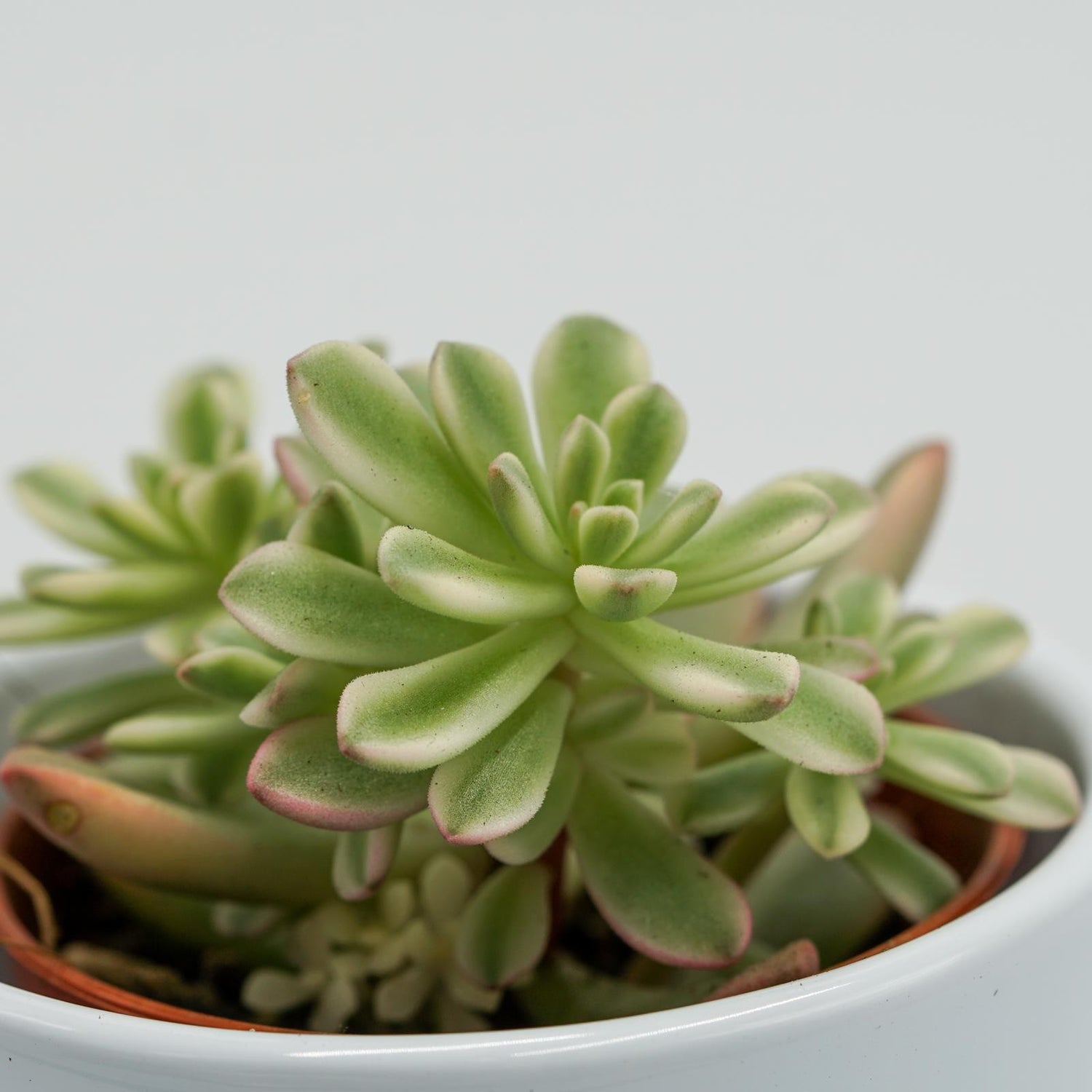 Sedum Joyce Tulloch f. variegata - 5,5cm