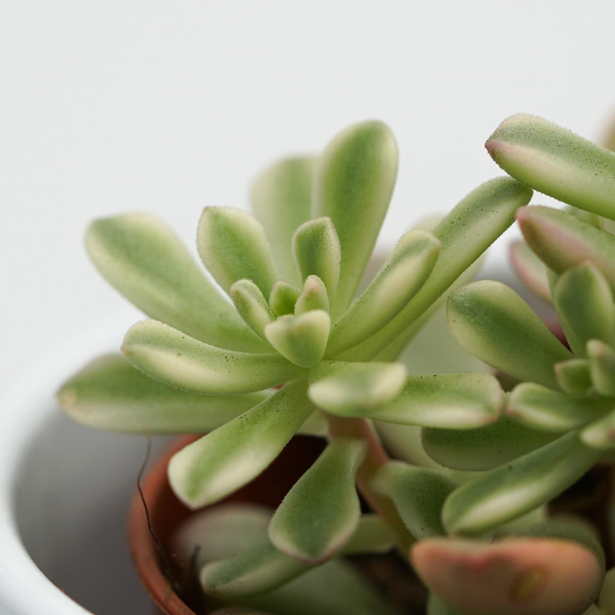 Sedum Joyce Tulloch f. variegata - 5,5cm