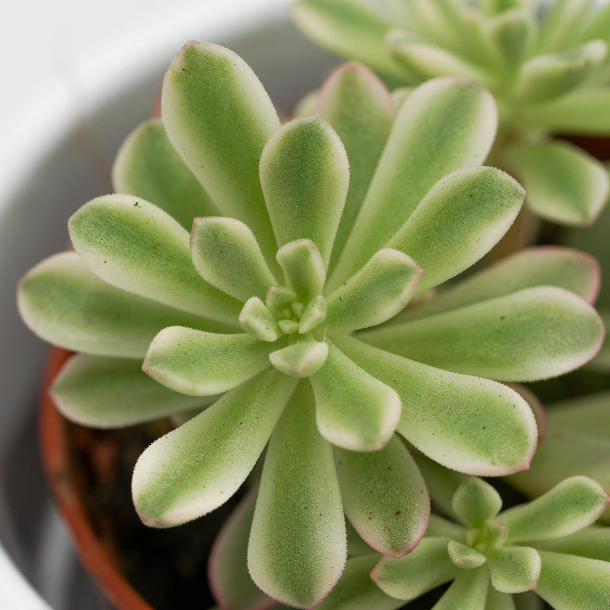 Sedum Joyce Tulloch f. variegata - 5,5cm