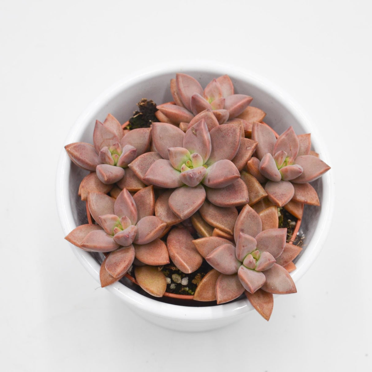 Sedum Bordeauxhart - 8,5cm