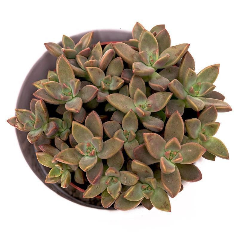 Sedum Bordeauxhart - 8,5cm