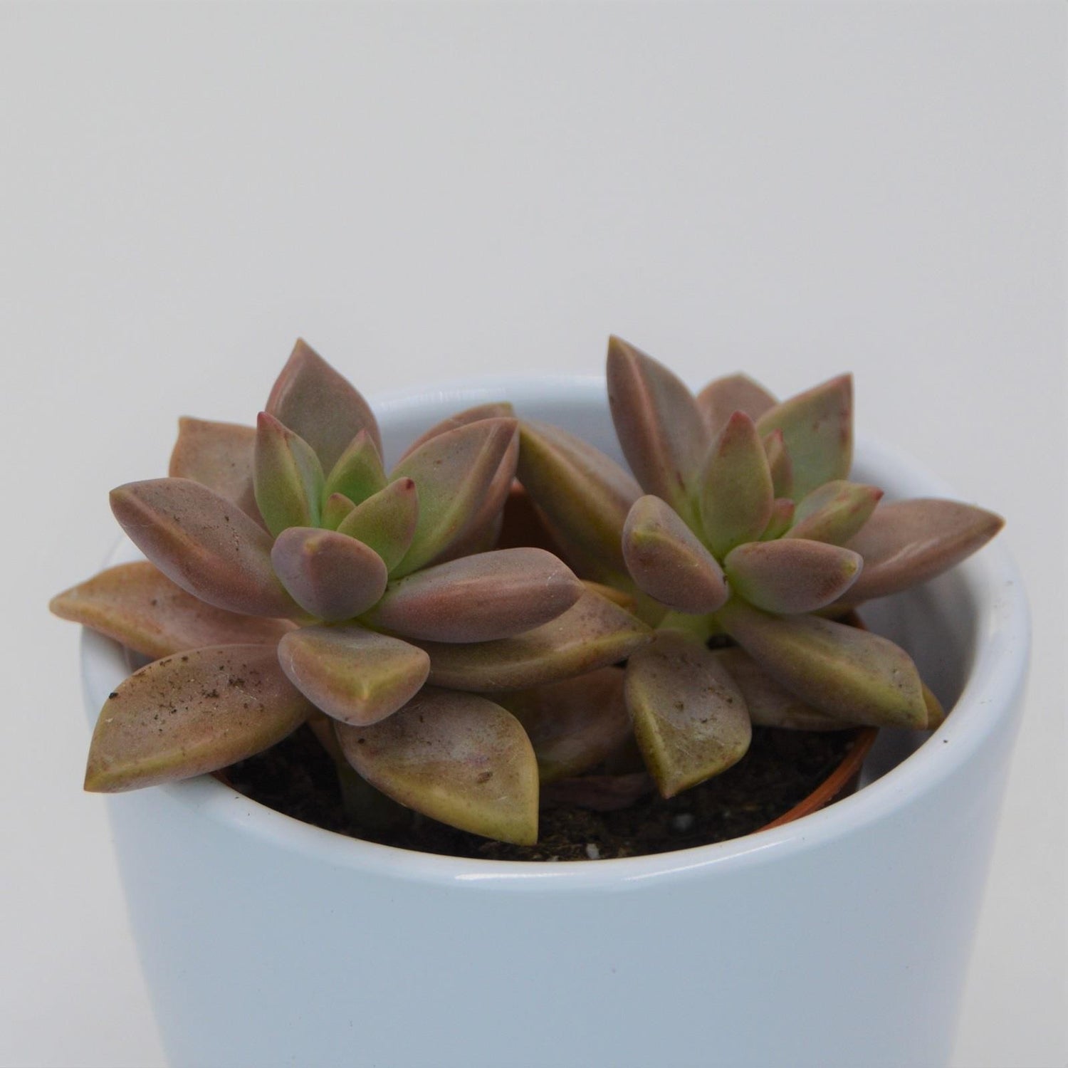 Sedum Bordeauxhart - 5,5cm