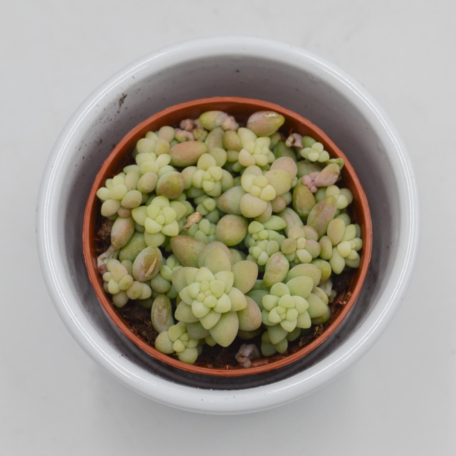 Sedum burrito - 5,5cm