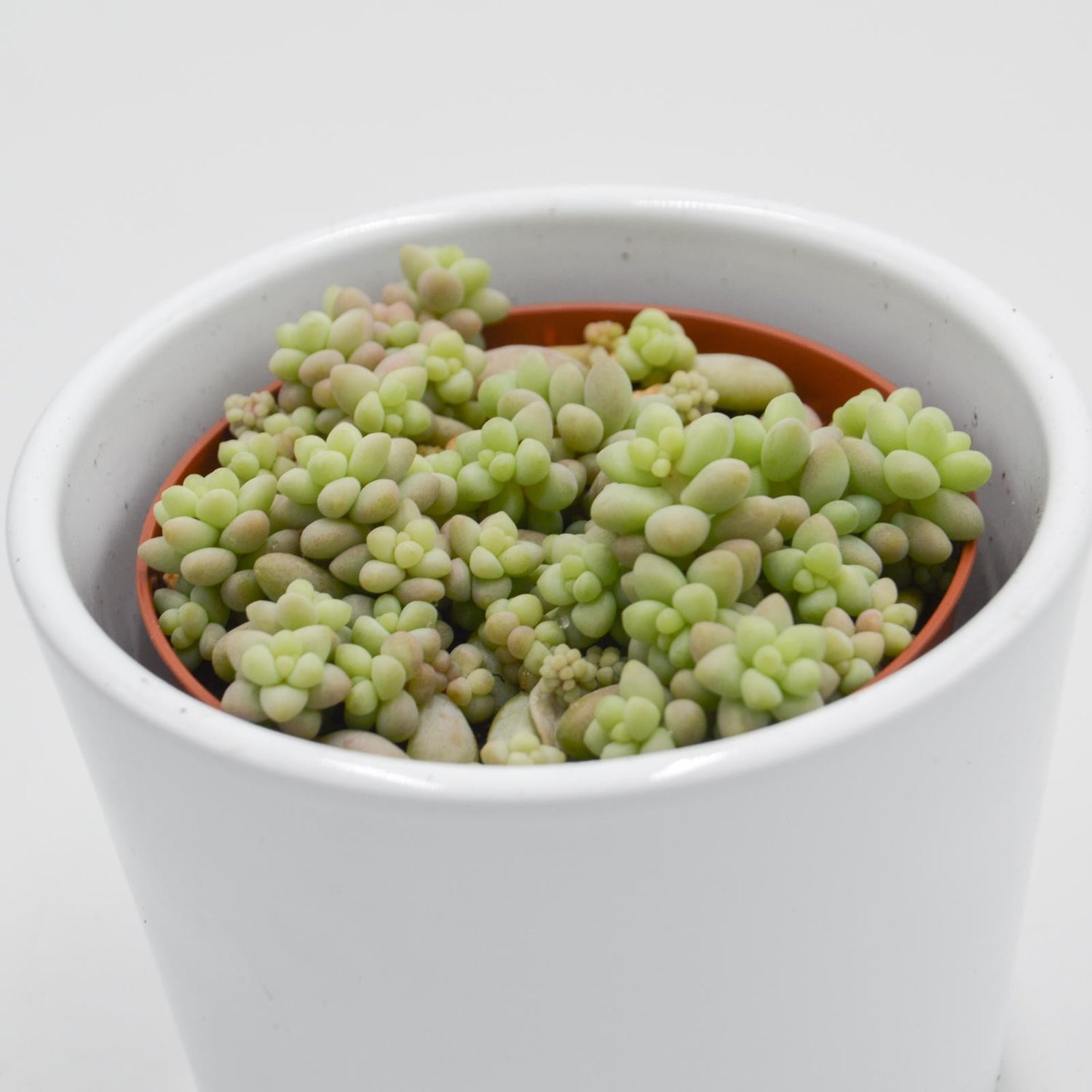 Sedum burrito - 8,5cm