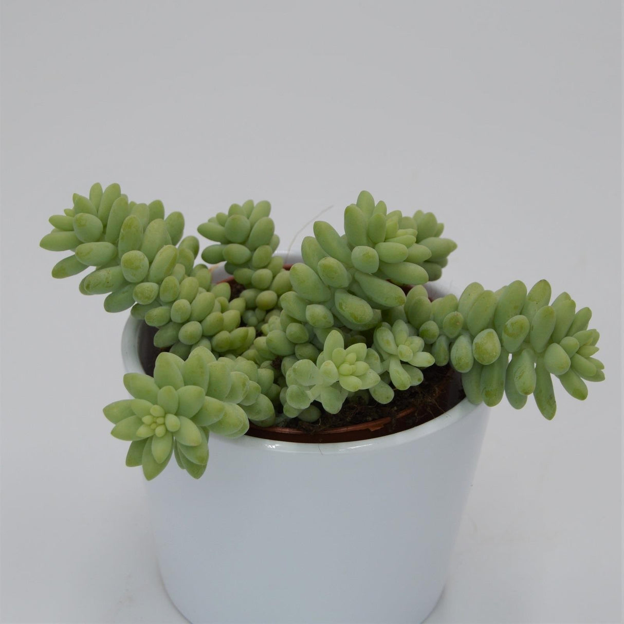 Sedum burrito - 8,5cm