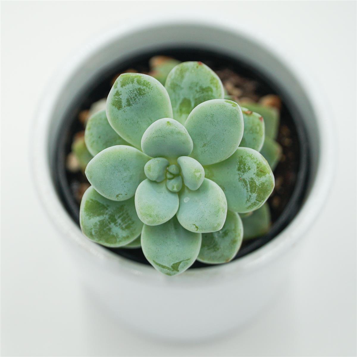 Sedum clavatum - 5,5cm